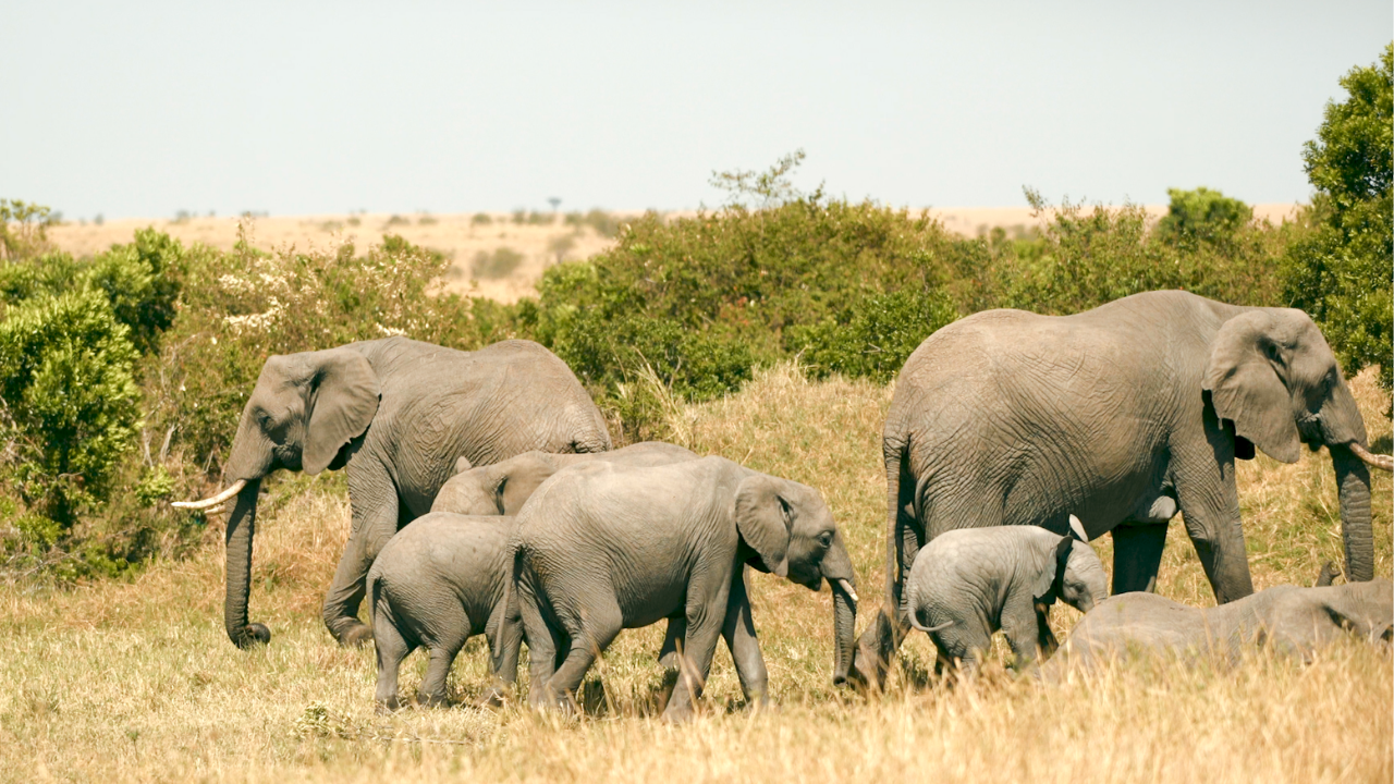 Masai Mara: How DJI's Matrice 4T Is Minimizing Human-Elephant Conflict